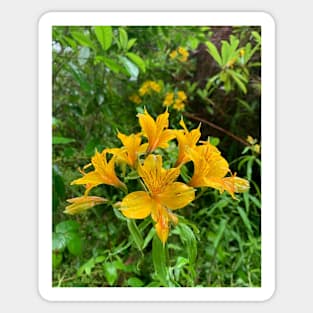 Lily in the rain Sticker